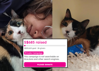 Pet Cat Tipah Battles Cancer as Family Seeks Help With Ongoing Treatment