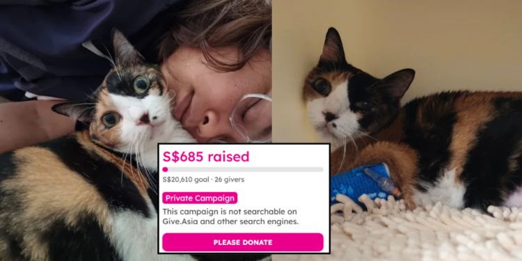 Pet Cat Tipah Battles Cancer as Family Seeks Help With Ongoing Treatment