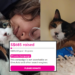 Pet Cat Tipah Battles Cancer as Family Seeks Help With Ongoing Treatment