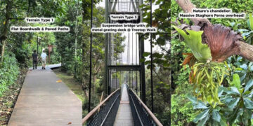 MacRitchie TreeTop Walk: Windsor Shortcut + Nature Vibes You Didn’t Know You Needed