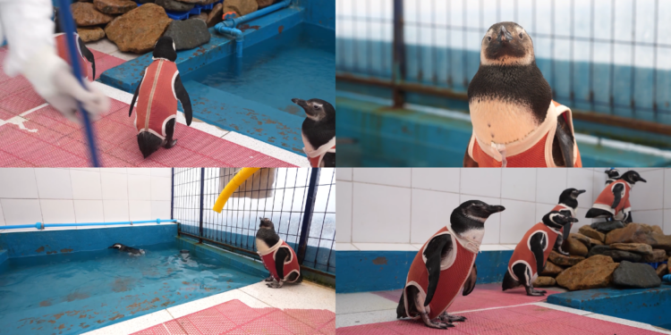 Chilean vets adapt copper-and-zinc suits to accelerate the rehabilitation of injured birds